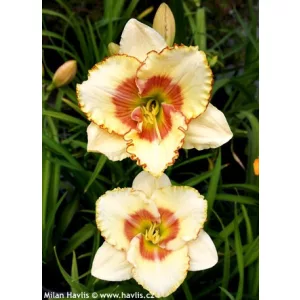 Hemerocallis Sixth Sense - Sásliliom