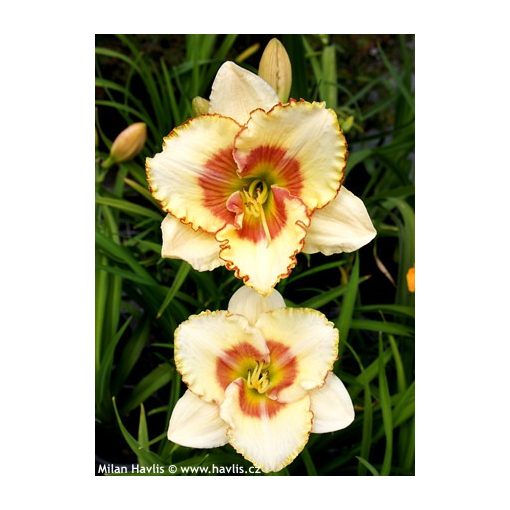 Hemerocallis Sixth Sense - Sásliliom