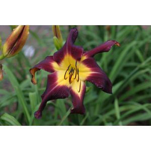 Hemerocallis Slipping Into The Abyss - Sásliliom