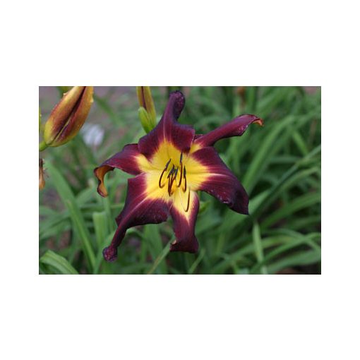 Hemerocallis Slipping Into The Abyss - Sásliliom