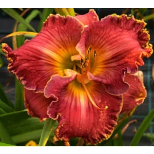 Hemerocallis Smoky Dusk - Sásliliom