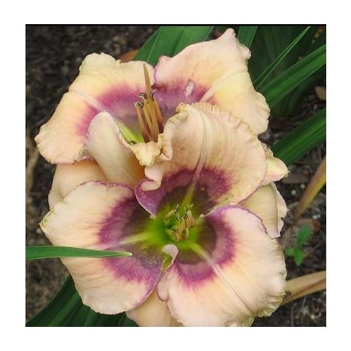 Hemerocallis Smoky Eyes