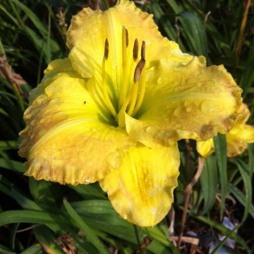 Hemerocallis Smugglers Gold