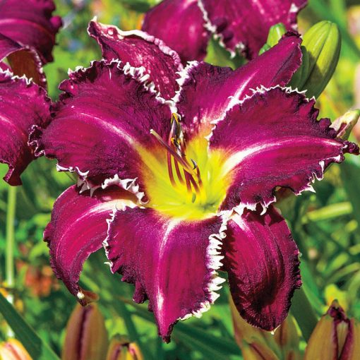 Hemerocallis Snaggle Tooth