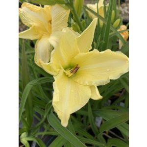 Hemerocallis 'Snowy Apparation' - Sásliliom