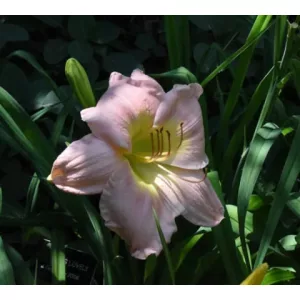 Hemerocallis Something Lovely