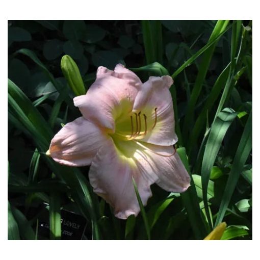 Hemerocallis Something Lovely