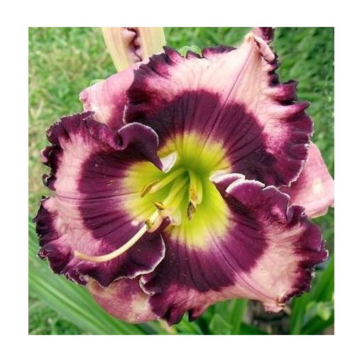 Hemerocallis Space Wrap - Sásliliom