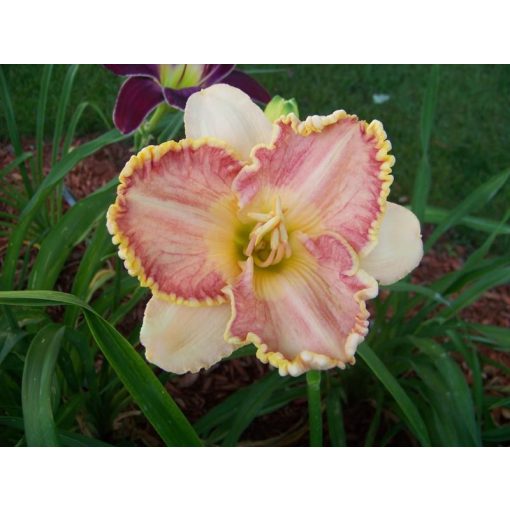 Hemerocallis Spacecoast Bodacious Blush