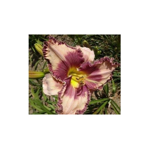 Hemerocallis Spacecoast Bull Gator