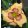 Hemerocallis Spacecoast Butterfly Effect
