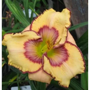 Hemerocallis Spacecoast Butterfly Effect