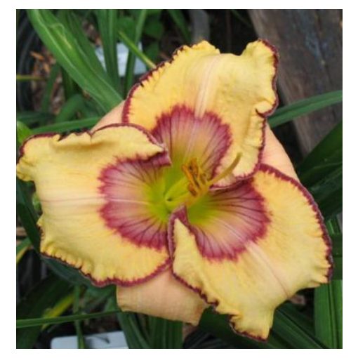 Hemerocallis Spacecoast Butterfly Effect