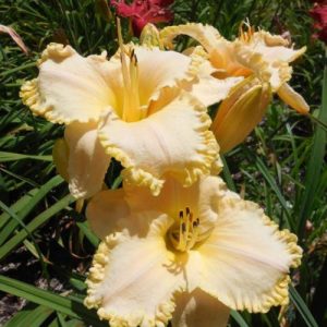 Hemerocallis Spacecoast Discovery - Sásliliom