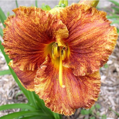 Hemerocallis Spacecoast Freaky Tiky