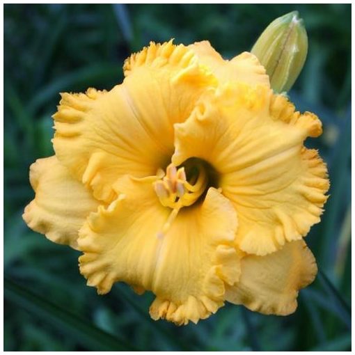 Hemerocallis Spacecoast Golden Thimble - Sásliliom