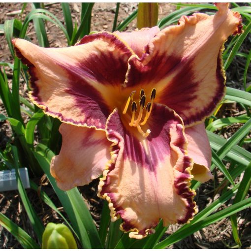 Hemerocallis Spacecoast Gone Bulldoggin - Sásliliom