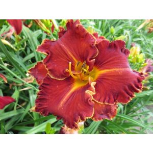 Hemerocallis Spacecoast Gwen Denny