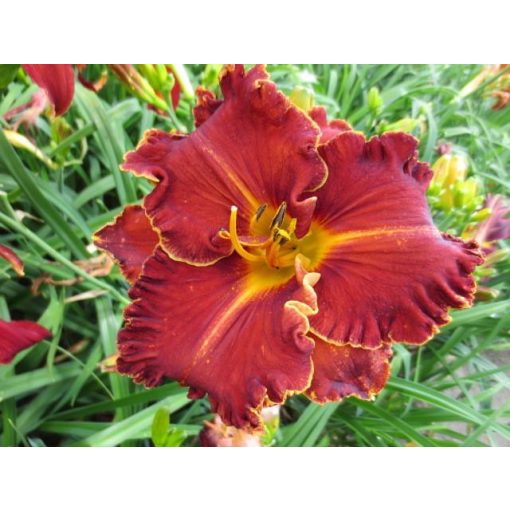 Hemerocallis Spacecoast Gwen Denny