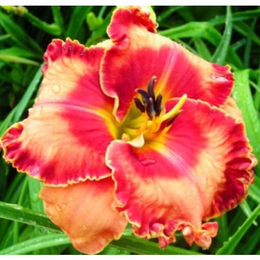 Hemerocallis Spacecoast Lipstick Kisses