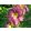 Hemerocallis Spacecoast Mullberry Motif