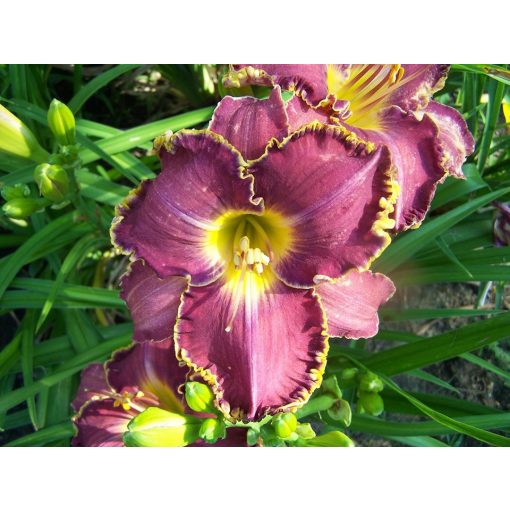 Hemerocallis Spacecoast Mullberry Motif