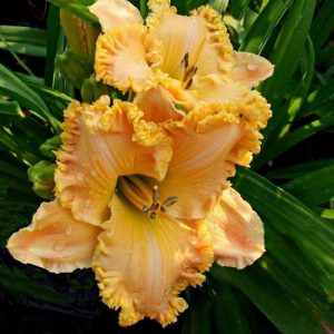 Hemerocallis Spacecoast Passionreleased