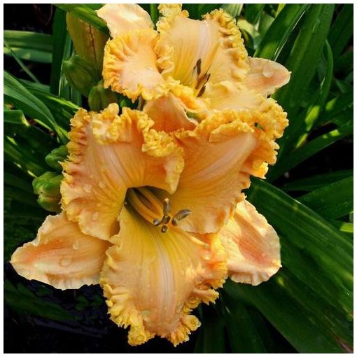 Hemerocallis Spacecoast Passionreleased