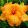 Hemerocallis Spacecoast Pumpkin Power