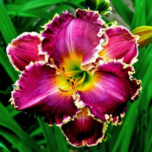 Hemerocallis Spacecoast Sharp Tooth - Sásliliom