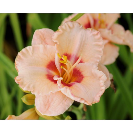 Hemerocallis Spacecoast Sweet Eye - Sásliliom