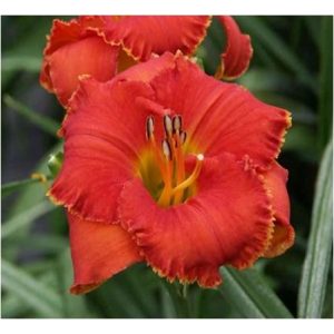 Hemerocallis Spacecoast Tiny Inferno