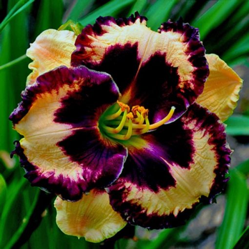 Hemerocallis Special Candy - Sásliliom