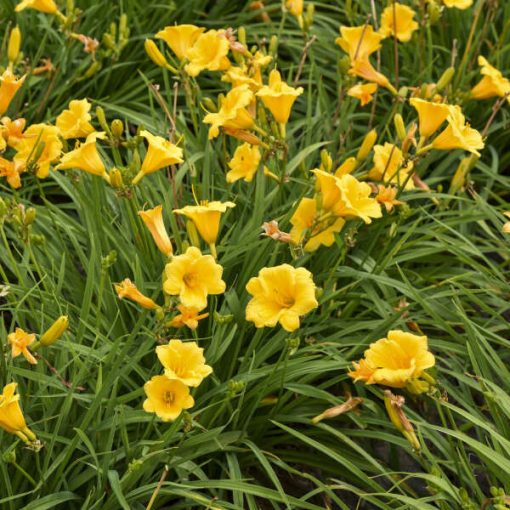 Hemerocallis Stella de Oro - Sásliliom