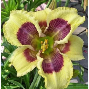 Hemerocallis Stenciled di Fresco - Sásliliom