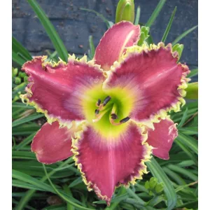 Hemerocallis Stinger - Sásliliom