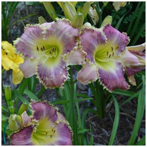 Hemerocallis Stippled Statement - Sásliliom