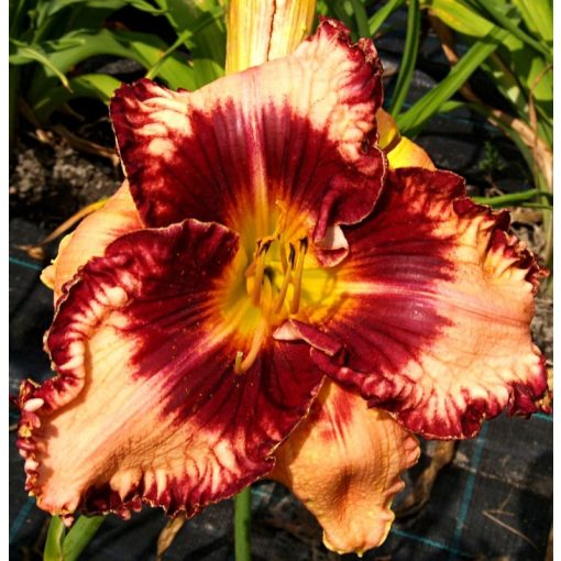 Hemerocallis Strawberry Cup - Sásliliom