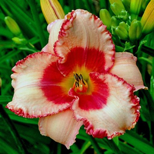 Hemerocallis Strawberry Fields Forever - Sásliliom