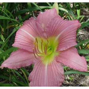 Hemerocallis Strawberry Hill