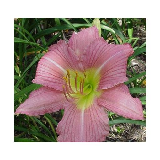 Hemerocallis Strawberry Hill