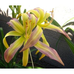 Hemerocallis String Bikini - Sásliliom