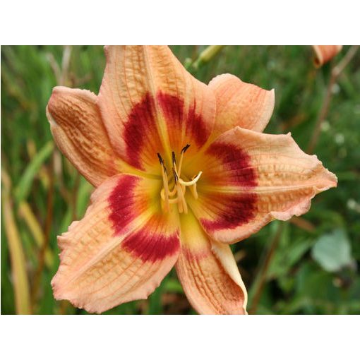 Hemerocallis Success Story - Sásliliom