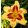 Hemerocallis Sulphur Flames - Sásliliom