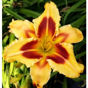 Hemerocallis Sulphur Flames - Sásliliom