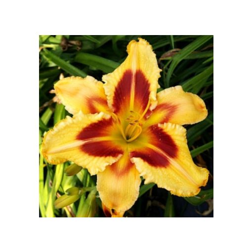 Hemerocallis Sulphur Flames - Sásliliom
