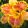 Hemerocallis Summer Harmony