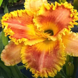 Hemerocallis Summer Harmony