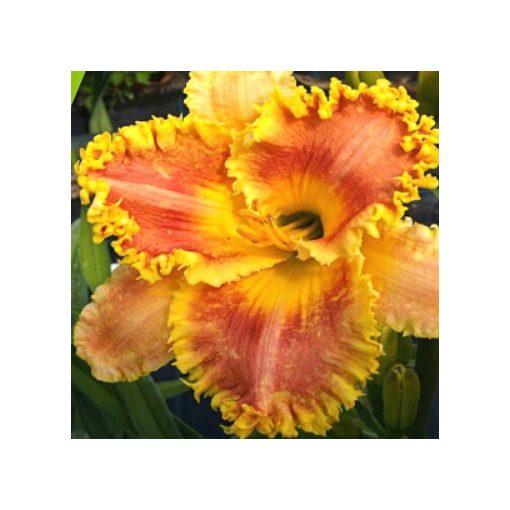 Hemerocallis Summer Harmony