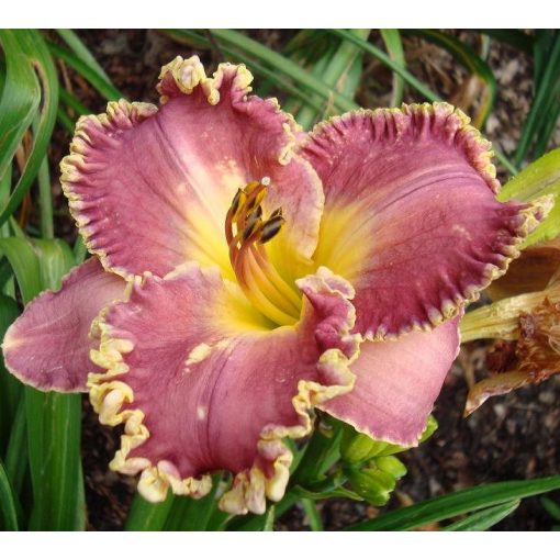 Hemerocallis Summer Solstice